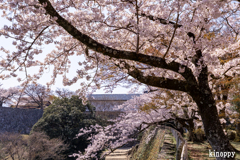 彦根城 桜 12