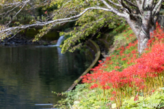多可町 彼岸花 2