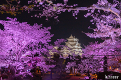 姫路城 夜桜会 4