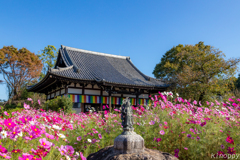 般若寺 コスモス