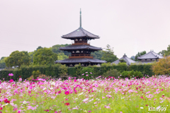 法起寺 コスモス畑 4