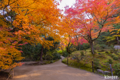 詩仙堂 紅葉 7