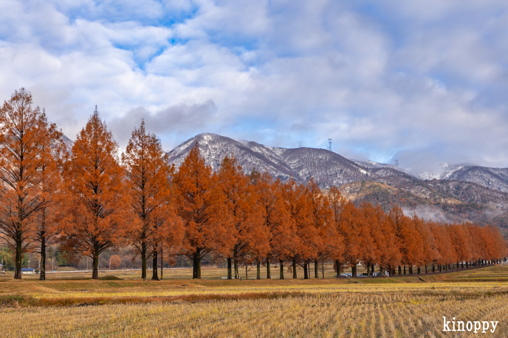 メタセコイヤ並木 6