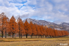 メタセコイヤ並木 6