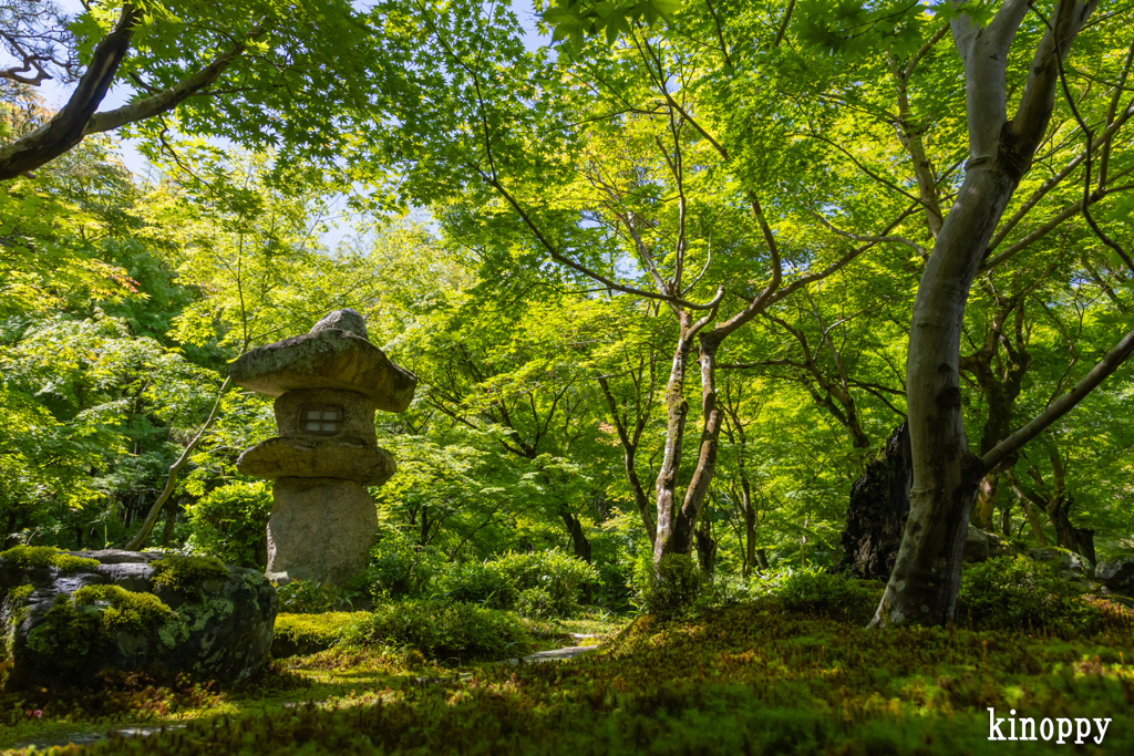 圓光寺 新緑 7