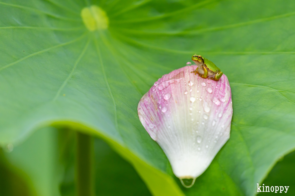 ヤマサ蒲鉾 蓮の花苑 9