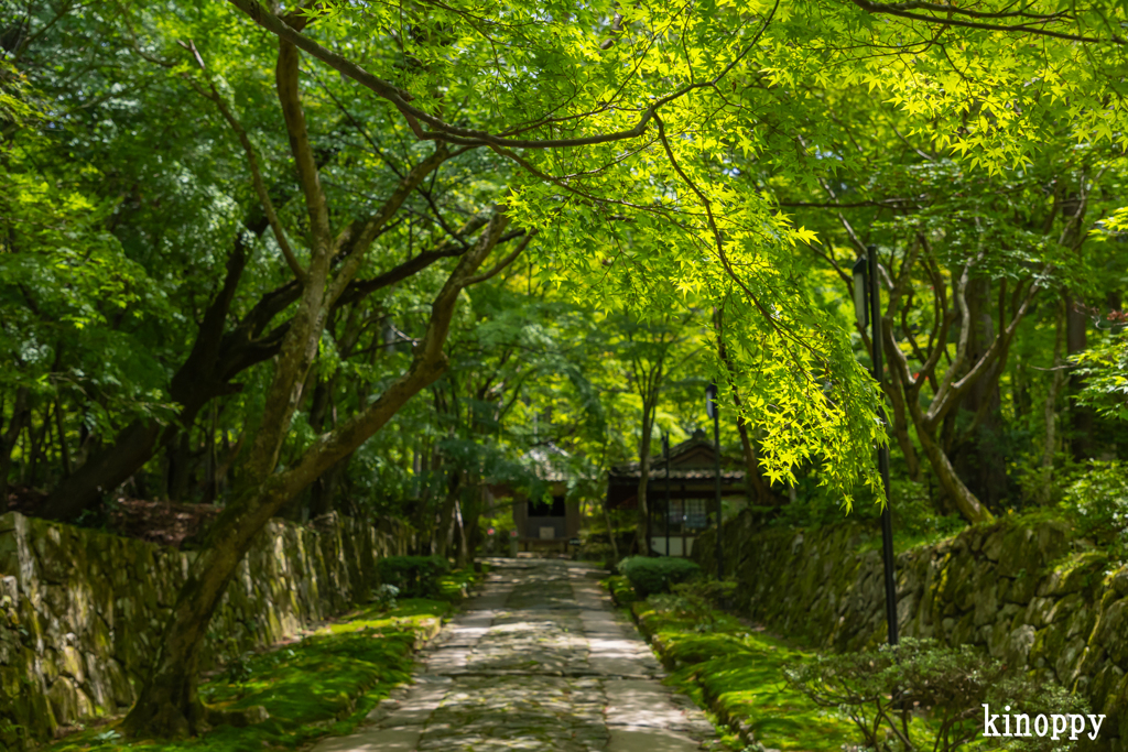 金剛輪寺 新緑 2