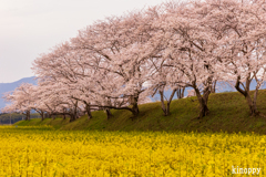 藤原宮跡　菜の花と桜 2