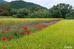 葛城古道 彼岸花 5
