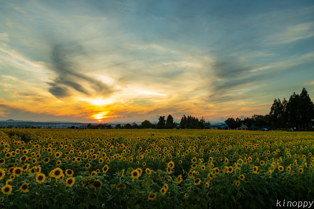ひまわりの丘公園 夕景Ⅲ