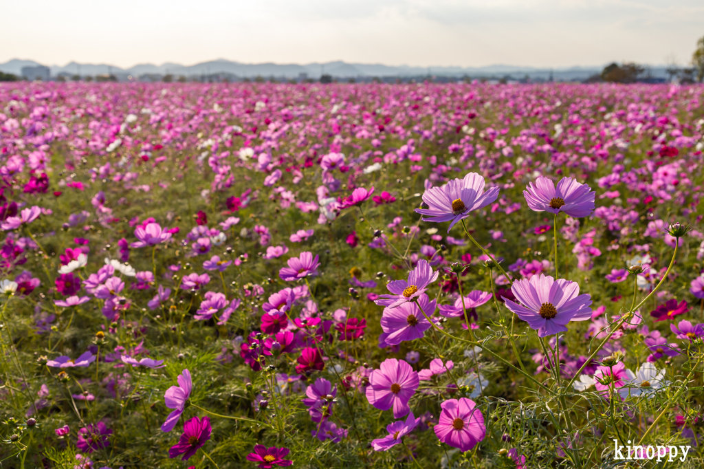 ひまわりの丘公園 コスモス 9