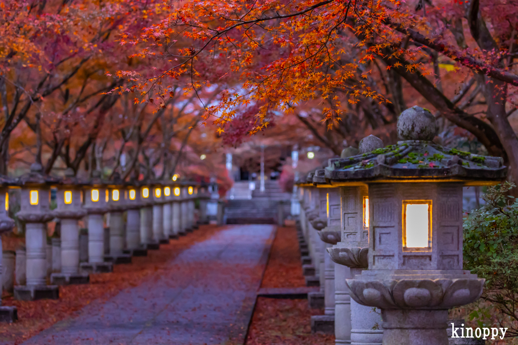 高山寺 紅葉