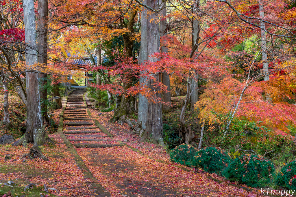 龍穏寺 紅葉