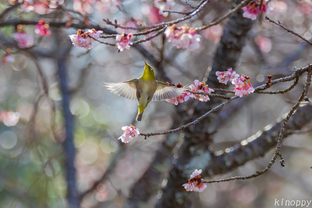 鎮國寺 メジロ 8