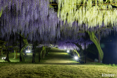 岡山和気藤公園 ライトアップ 3