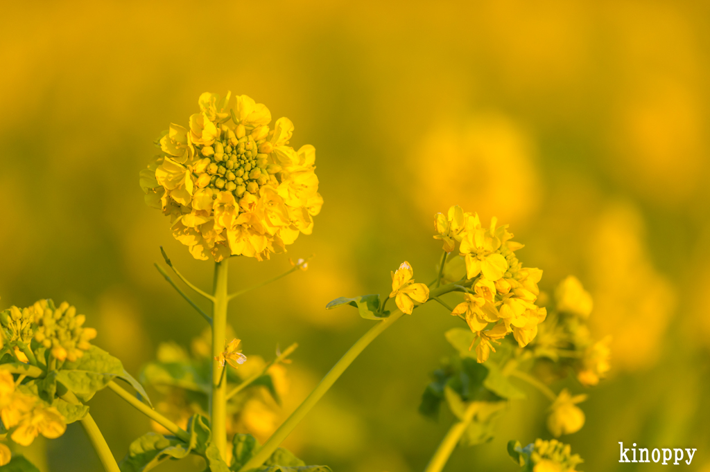 第一なぎさ公園 菜の花 3