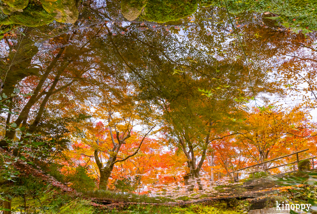 圓光寺 紅葉 10