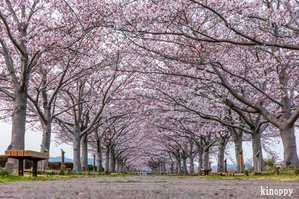 おの桜づつみ回廊 夕景 3