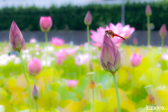 ヤマサ蒲鉾 蓮の花苑 9