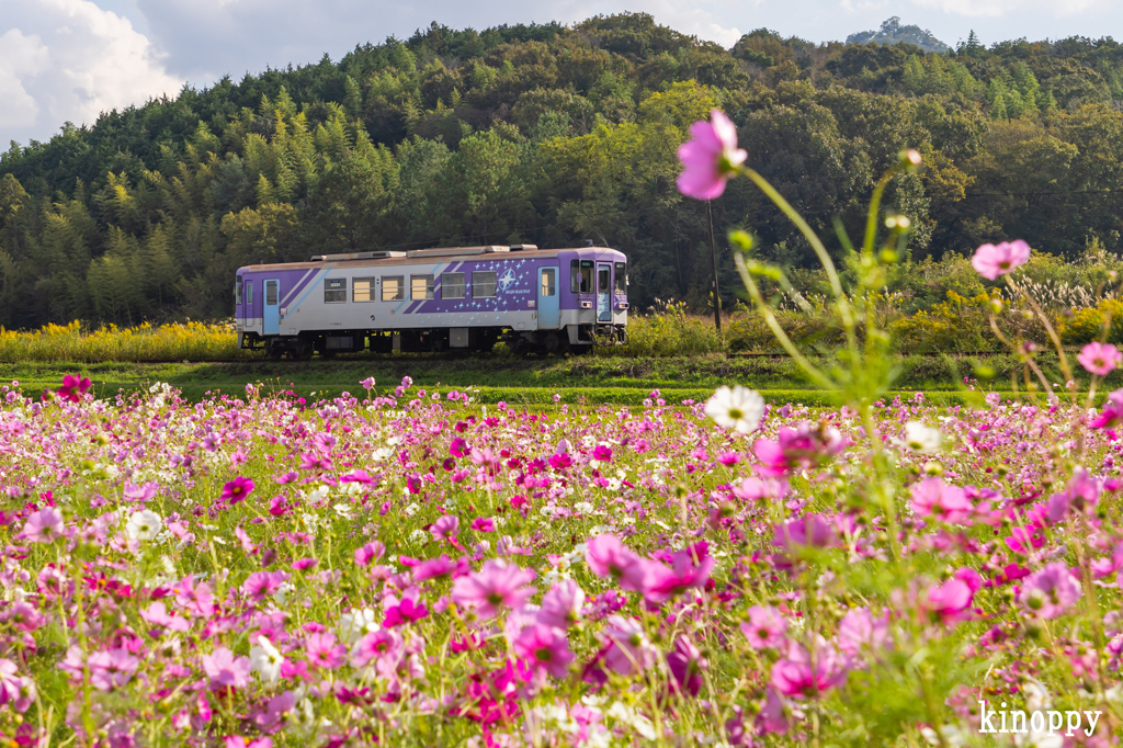 北条鉄道コスモス畑 2