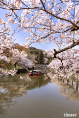 彦根城 桜 15