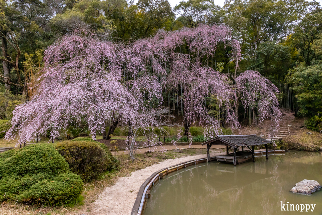 曹源寺 しだれ桜