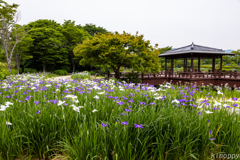 佐賀大和花しょうぶ園 2