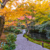 圓光寺 紅葉 7