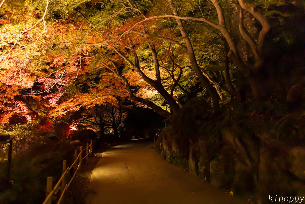 御船山楽園 紅葉 ライトアップ 4