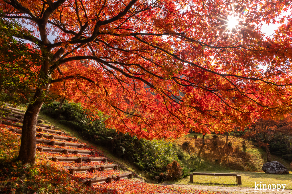 高源寺 紅葉 11
