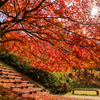 高源寺 紅葉 11