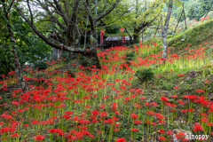 佛隆寺 彼岸花 4