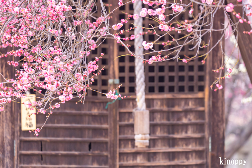 御厨神社 梅 3