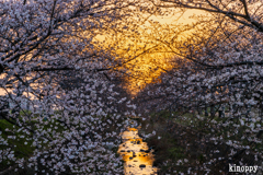 桜並木 夕景 2
