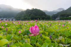 ヤマサ蒲鉾 蓮の花苑