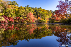 神戸森林植物園 紅葉