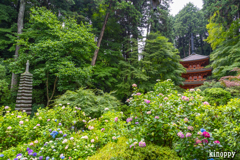 岩船寺 アジサイ 3