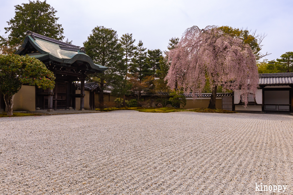 高台寺 しだれ桜 2