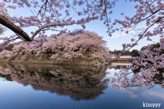 彦根城 桜 2