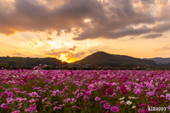 志方東コスモス畑 夕景 2