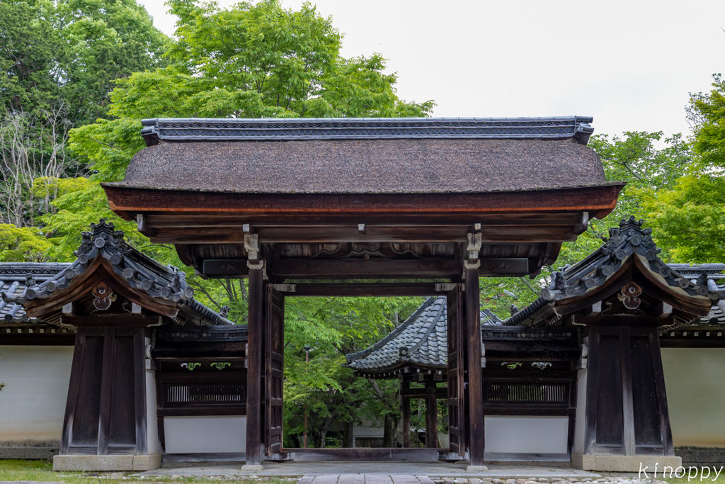 西教寺 新緑 3