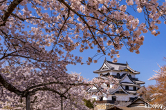 彦根城 桜 5