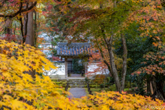 地蔵院 紅葉 2