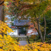 地蔵院 紅葉 2