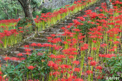 佛隆寺 彼岸花 4