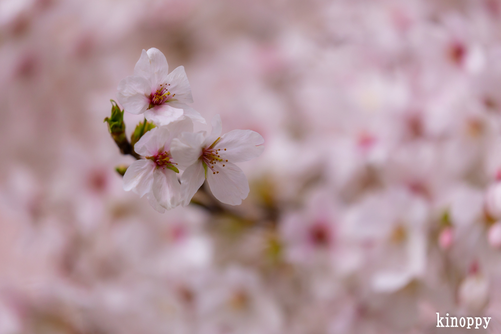 姫路城 桜 11