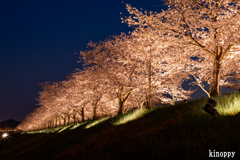 おの桜づつみ回廊 8