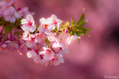 静豊園 河津桜 3