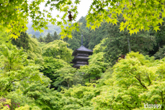 高源寺 新緑 3