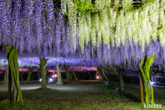 岡山和気藤公園 ライトアップ 3